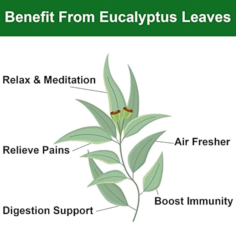 FullChea - Foglie di eucalipto essiccate - 4oz/114g - Hojas de Eucalipto - Foglia intera di eucalipto cinese di alta qualità - Non-OGM - Senza caffeina - Supporto per la respirazione facile