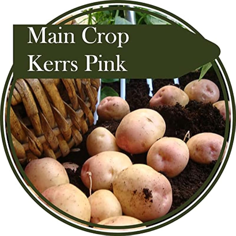 Tuberi di patate da 2 kg Kerrs Pink Patate principali U